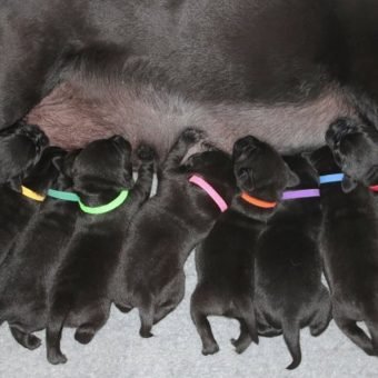 Puppies with ID Band Washable Collar