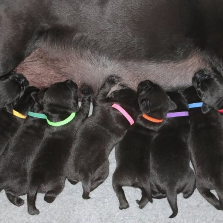 Puppies with ID Band Washable Collar