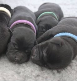 Puppies with ID Band Washable Collar