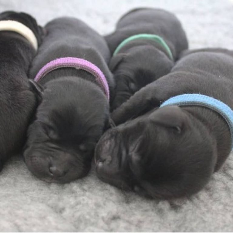 Puppies with ID Band Washable Collar