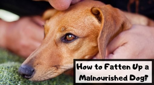 How To Fatten Up A Malnourished Dog Fast Ways how-to-fatten-up-a-malnourished-dog-fast-ways