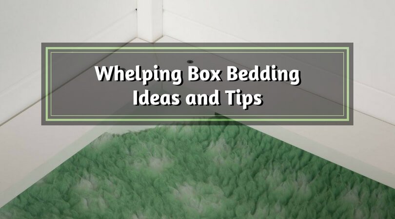 Best whelping on sale box bedding