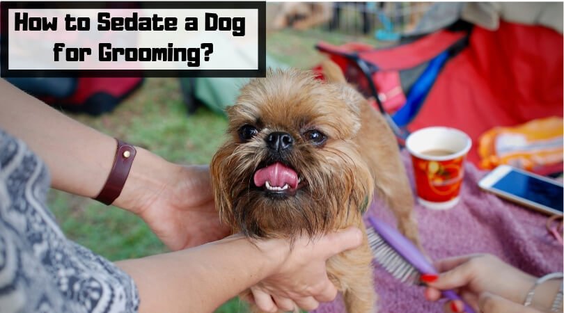 How to Sedate a Dog for Grooming